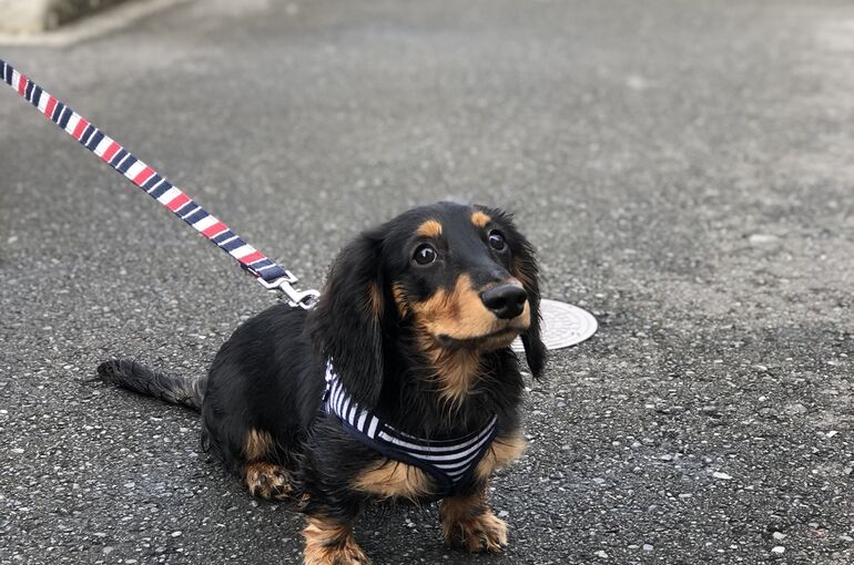 愛犬アル