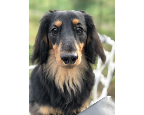 愛犬アル♡♡♡