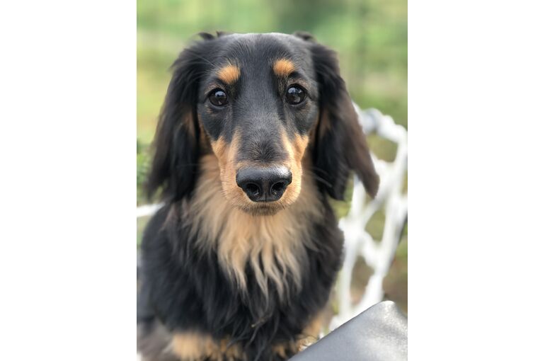 愛犬アル♡♡♡